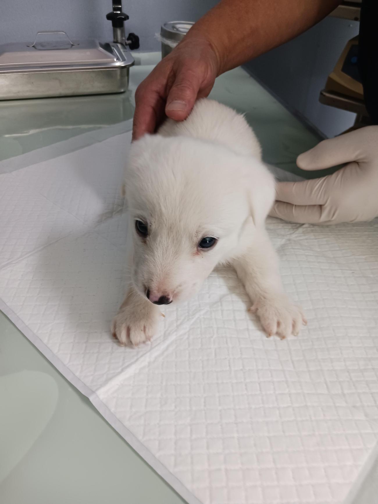 보호중 믹스견의 가…